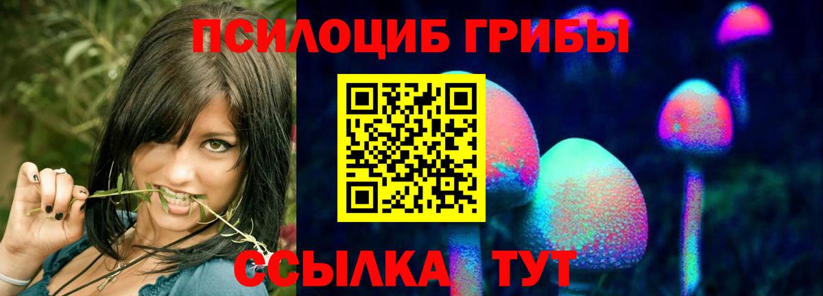Псилоцибиновые грибы Psilocybe Кирово-Чепецк